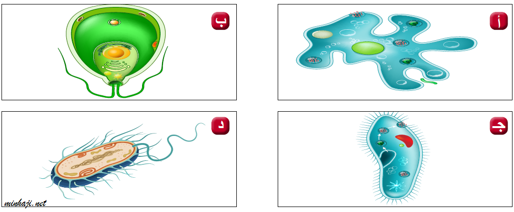 الخلية بدائية النواة الخلية بدائية النواة